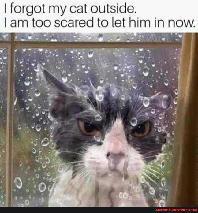 I forgot my cat outside.
I am too scared to let him in now.