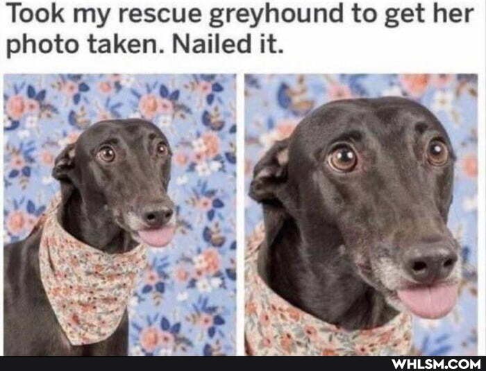 Took my rescue greyhound to get her photo taken. Nailed it.