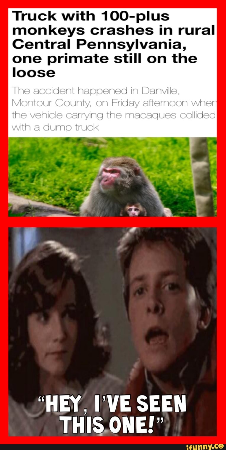 Truck with 100plus monkeys crashes in rural Central Pennsylvania, one