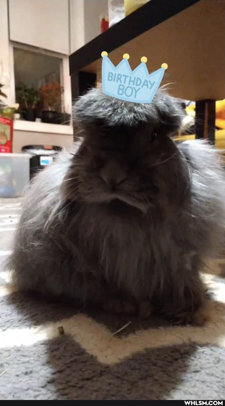 dogs, bunnies, ducks