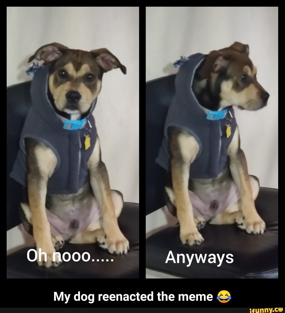 Oh nooo..... Anyways
My dog reenacted the meme - - My dog reenacted the meme π