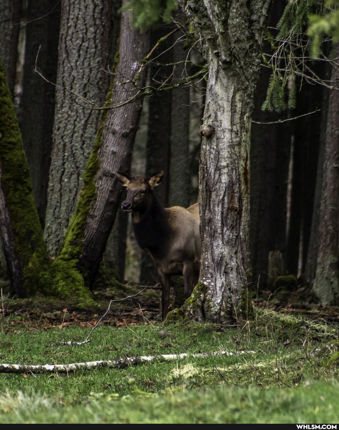 photography, wildlife, pnw