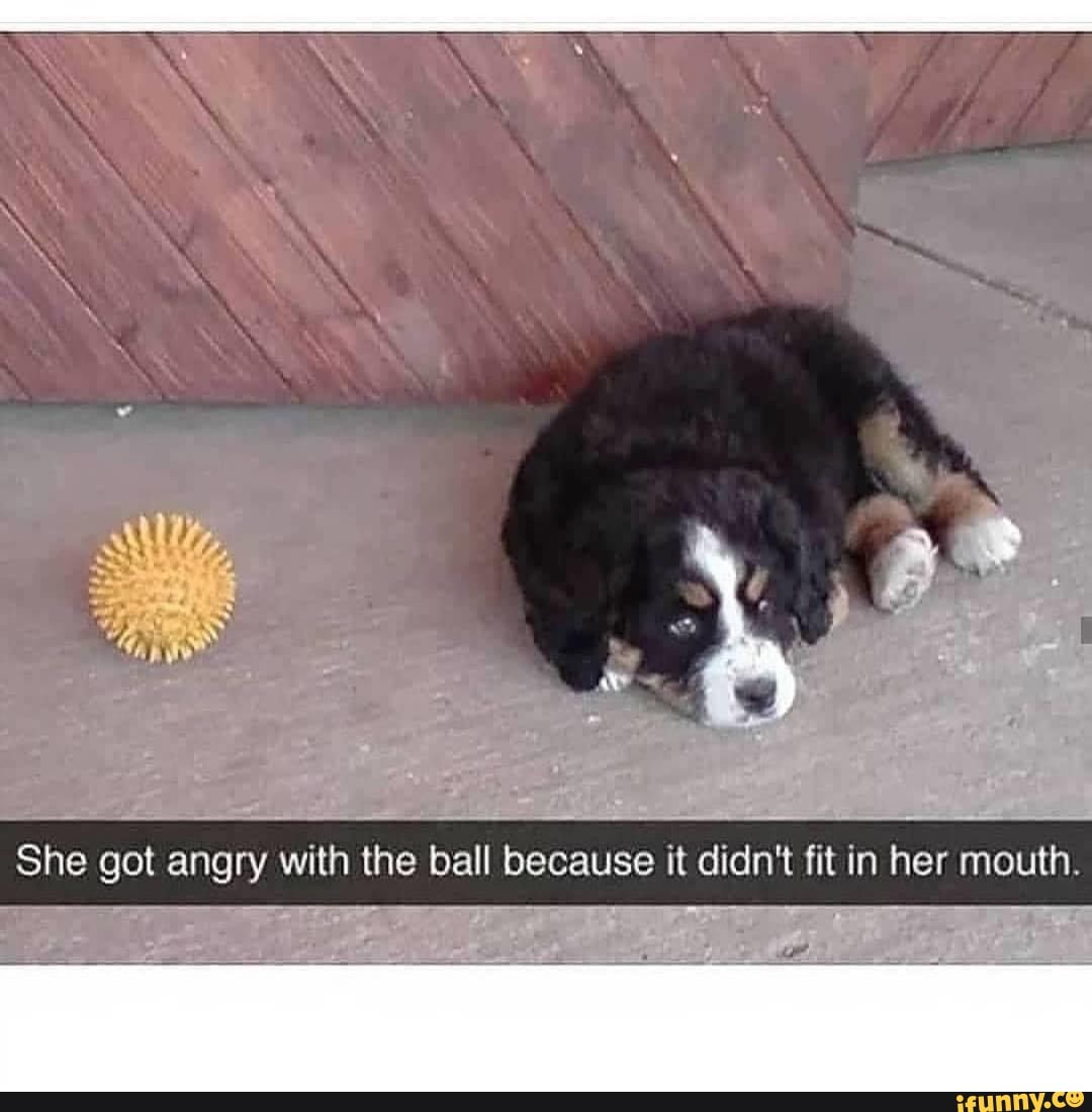 She got with the ball pecause it didn't fit in her mouth.