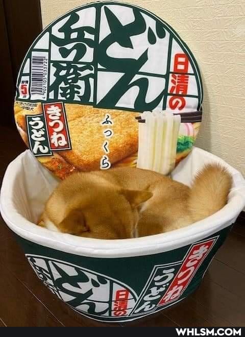 dog, shiba_inu, doggo