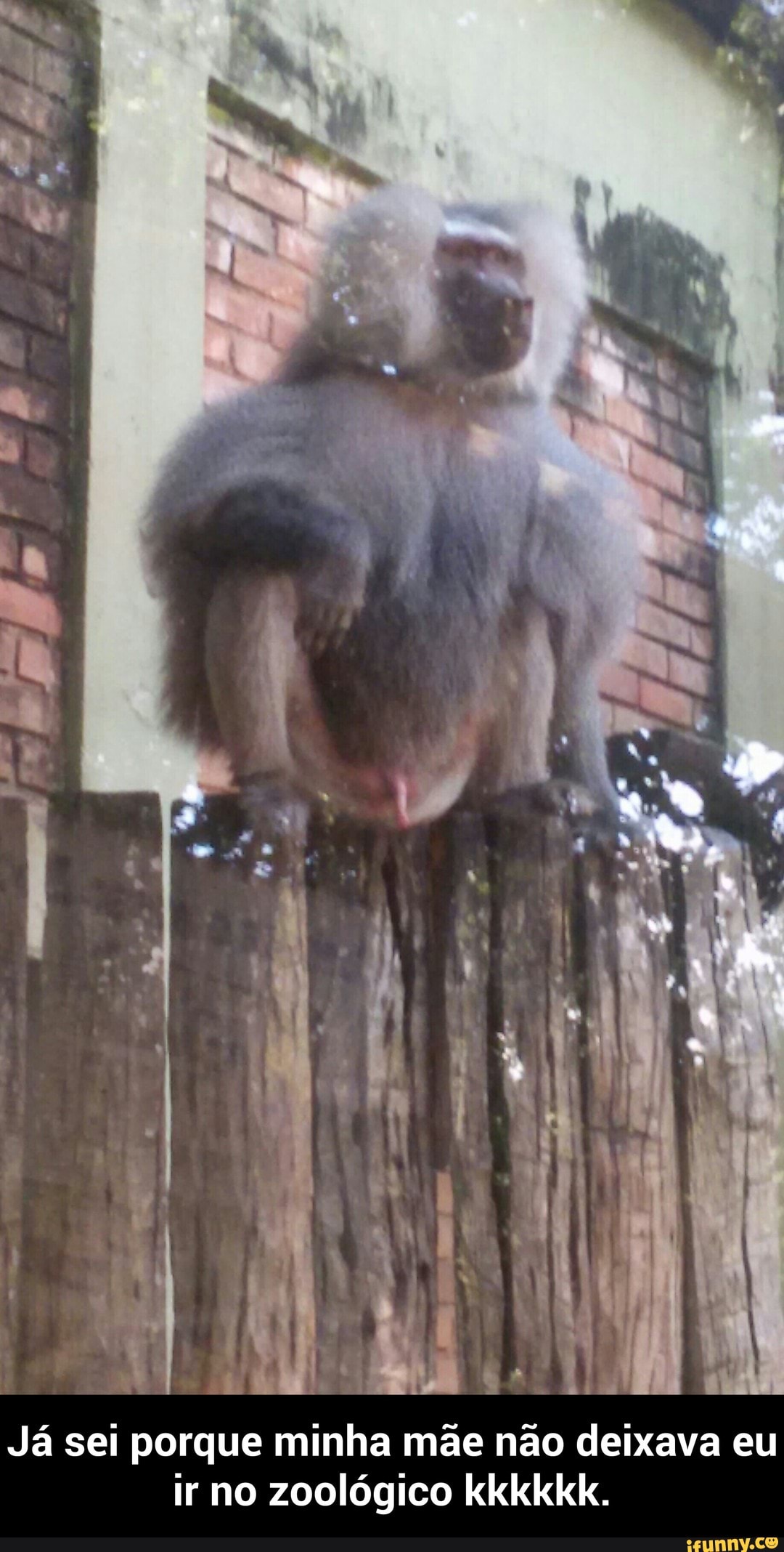 deixava eu ãe não
ir no zoológico kkkkkk.
Já sei porque minha m - Já sei porque minha mãe não deixava eu ir no zoológico kkkkkk.