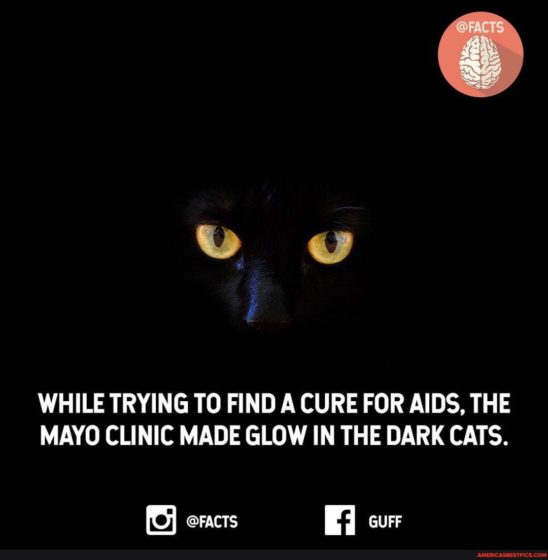 Vg
WHILE TRYING TO FIND A CURE FOR AIDS, THE MAYO CLINIC MADE GLOW IN THE DARK CATS.
@FACTS cur