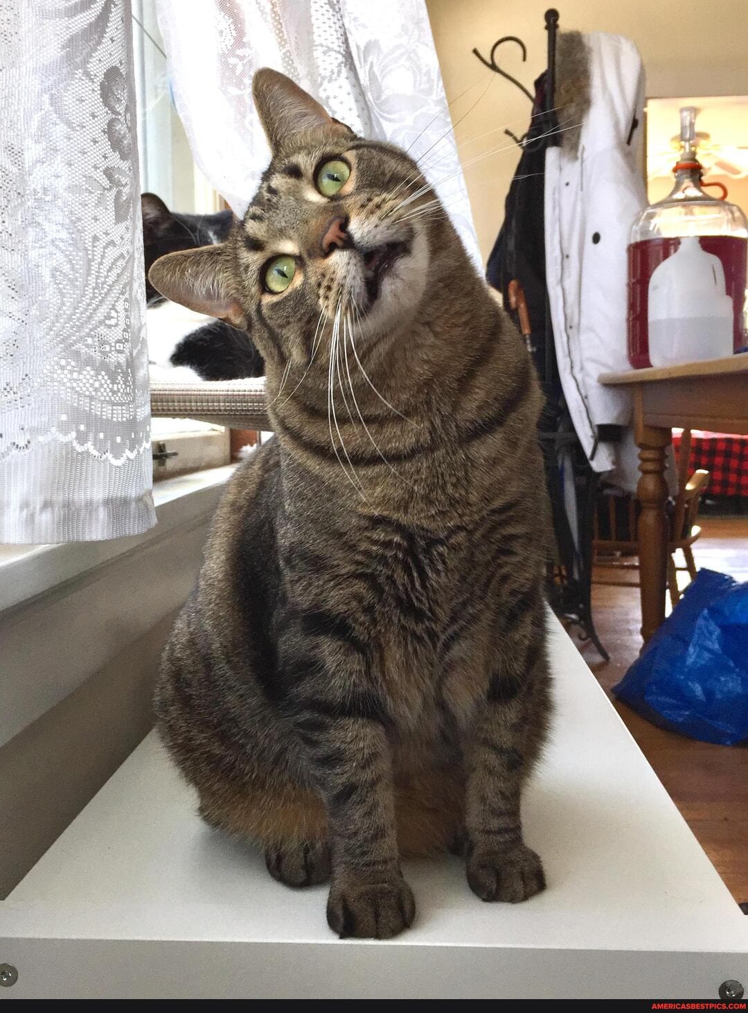 psbattle, cat, tilting, head