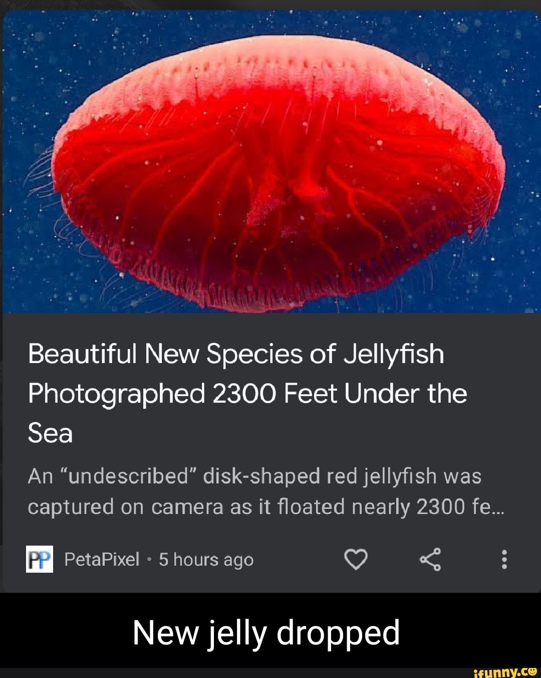 Beautiful New Species of Jellyfish Photographed 2300 Feet Under the Sea