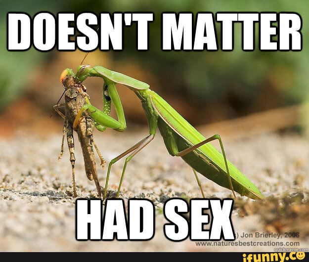 Praying_mantis memes. Best Collection of funny Praying_mantis pictures ...