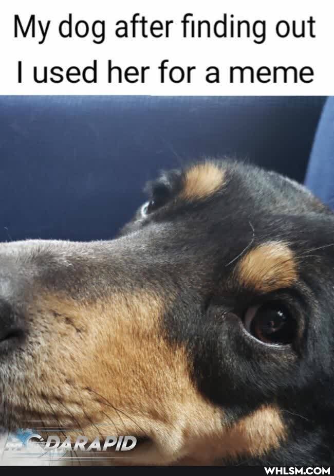 My dog after finding out
I used her fora meme