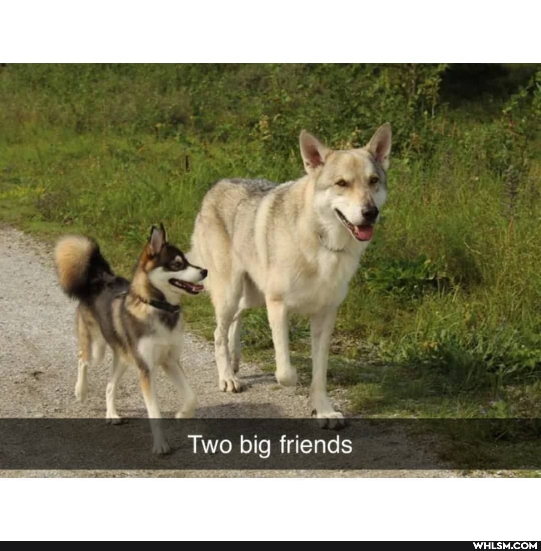 VA Two big friends