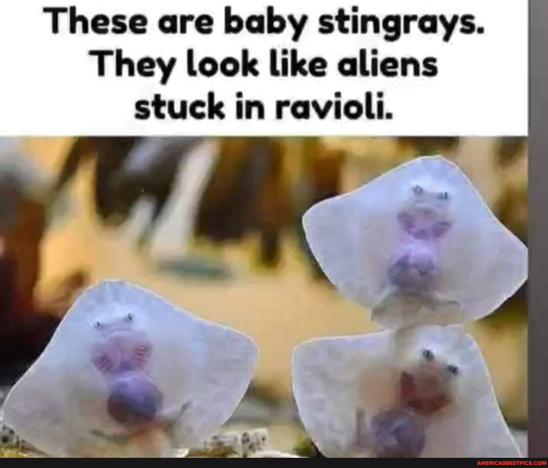 These are baby stingrays. They look like aliens stuck in ravioli ...