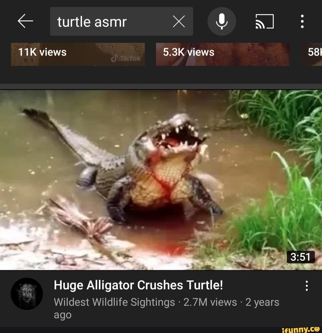 Turtle asmr x al: views 5.3K views Huge Alligator Crushes Turtle ...