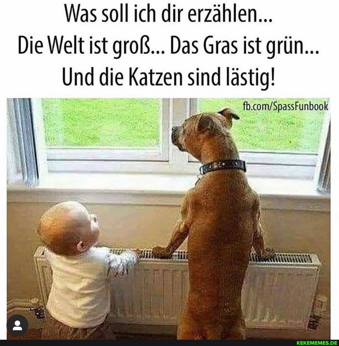 Was soll ich dir erzählen...
Die Welt ist groß... Das Gras ist grün...
Und die Katzen sind lästig!