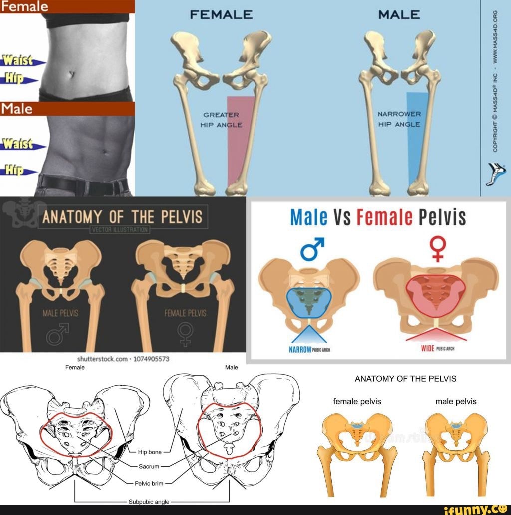 FEMALE MALE Great HARROWER HIP ANGLE Le Vs Female Pelvis ANATOMY OF THE PELVIS Female Pelvis