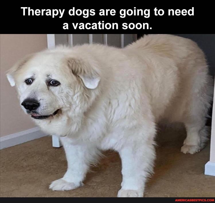 Therapy dogs are going to need a vacation soon.