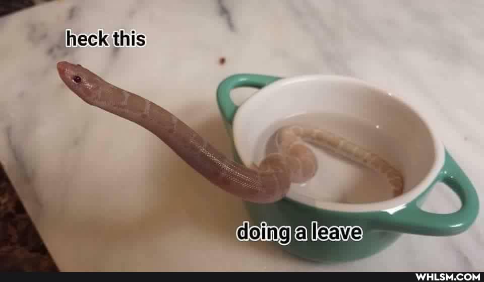 dump, meme_dump, image_curation
