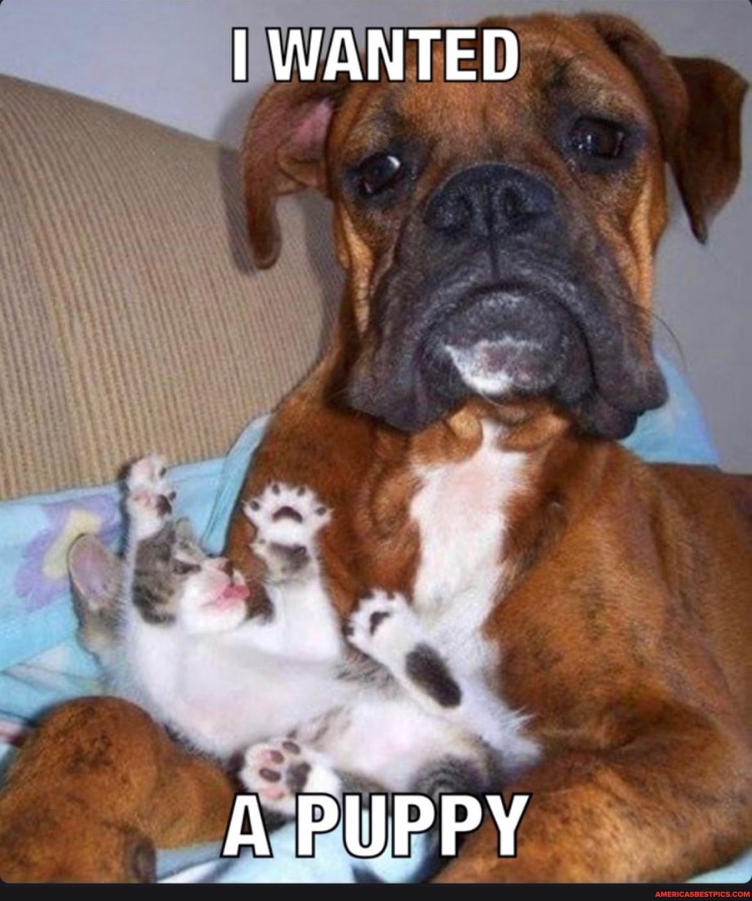 I WANTED
or
A PUPPY