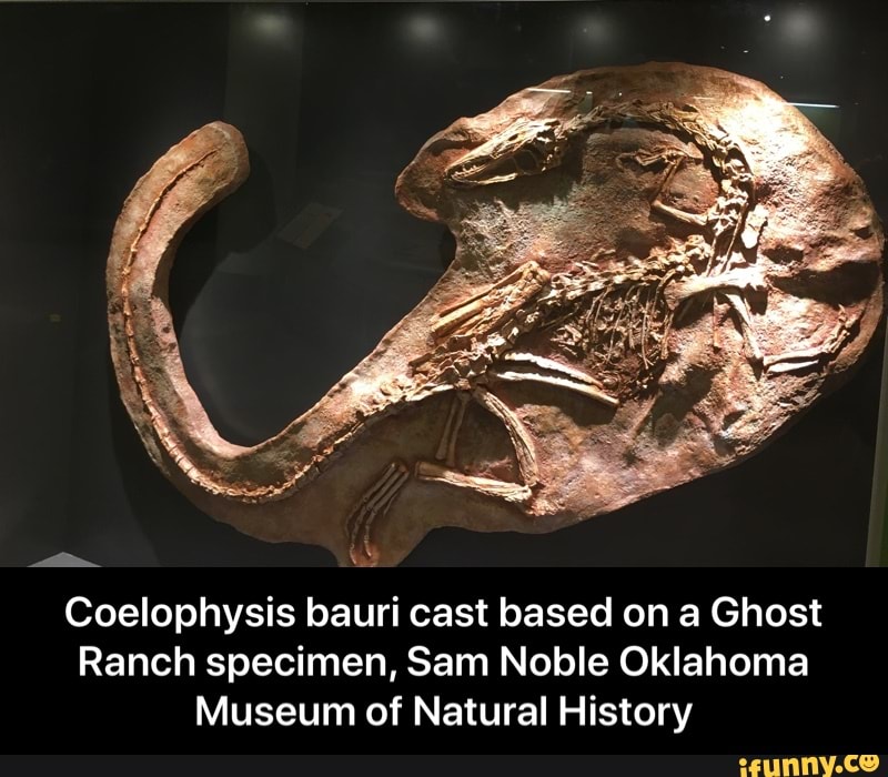 Coelophysis bauri cast based on a Ghost Ranch specimen, Sam Noble ...