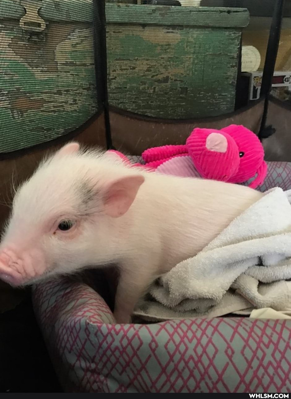 baby_animals, awww, piglet