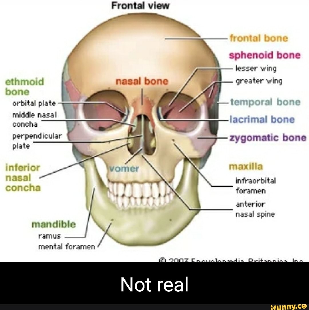 Frontal View Sphenoid Bone Lesser Wing Ethmoid Nasat Bone Greater Wing Bone Orbital Plate Muddle