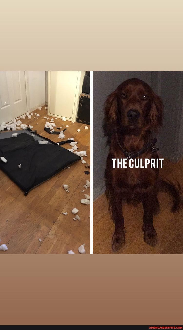 THE CULPRIT