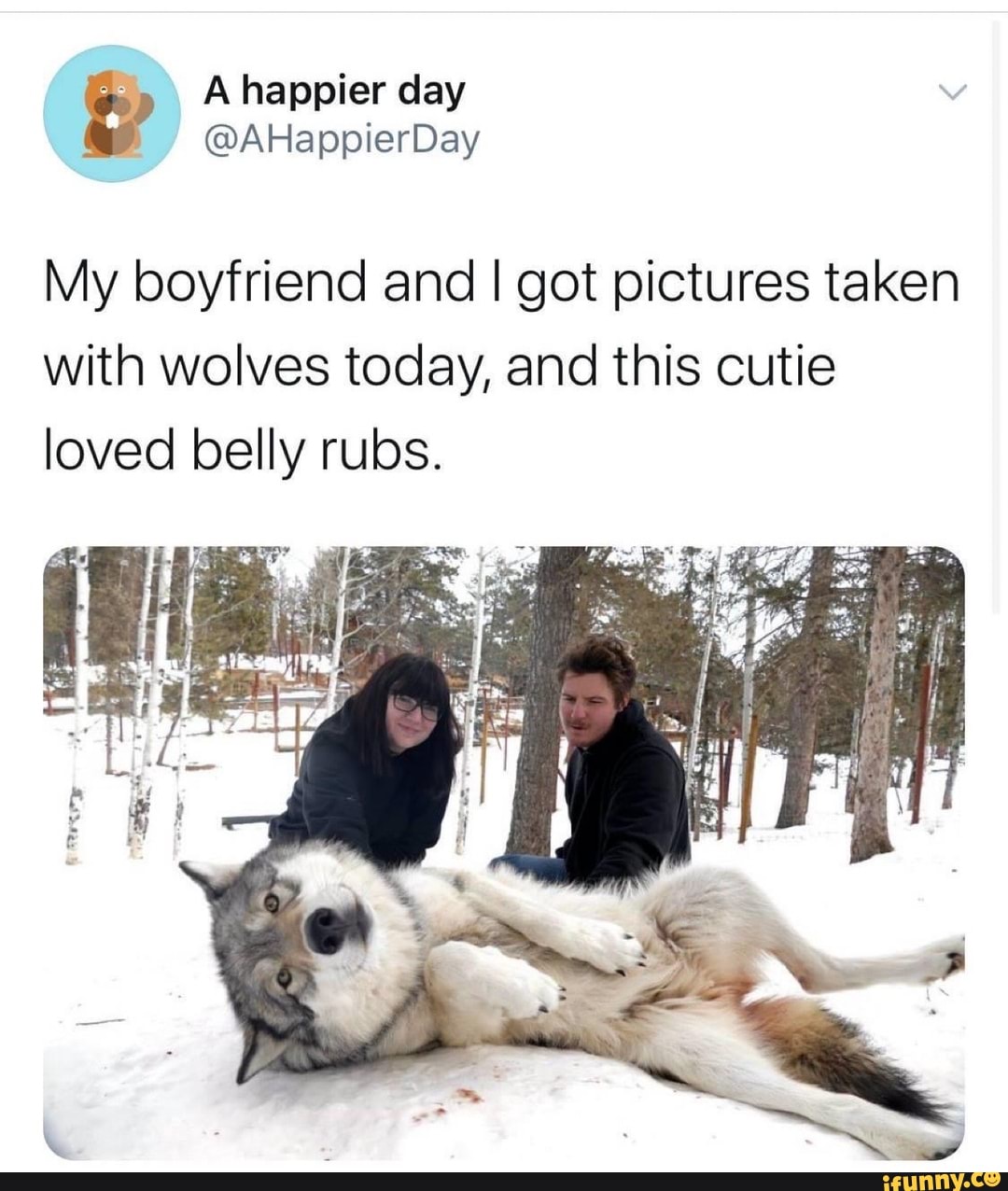 My boyfriend and I got pictures taken
with wolves today, and this cutie
loved belly rubs.