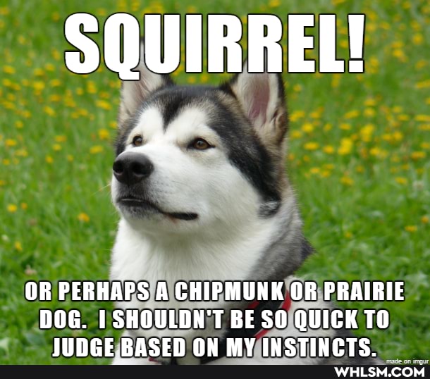 SQUIRREL!
OR PERHAPS A CHIPMUNK OR PRAIRIE DOG. I SHOULDN'T BE SO QUICK TO
LINGE BACER OW MV TC