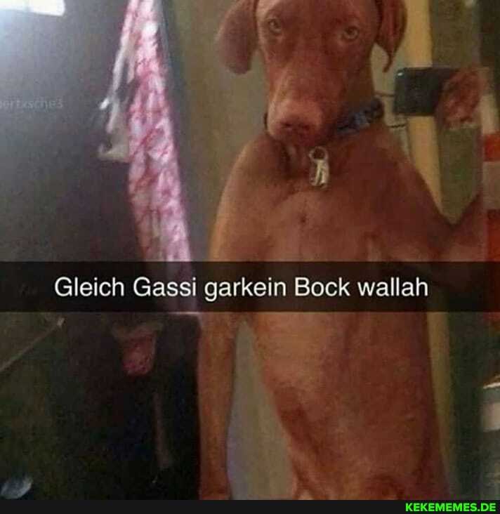 Gleich Gassi garkein Bock wallah