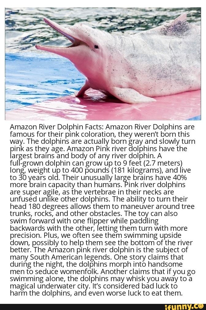Amazon River Dolphin Facts Amazon River Dolphins Are Famous For Their Pink Coloration They Weren T