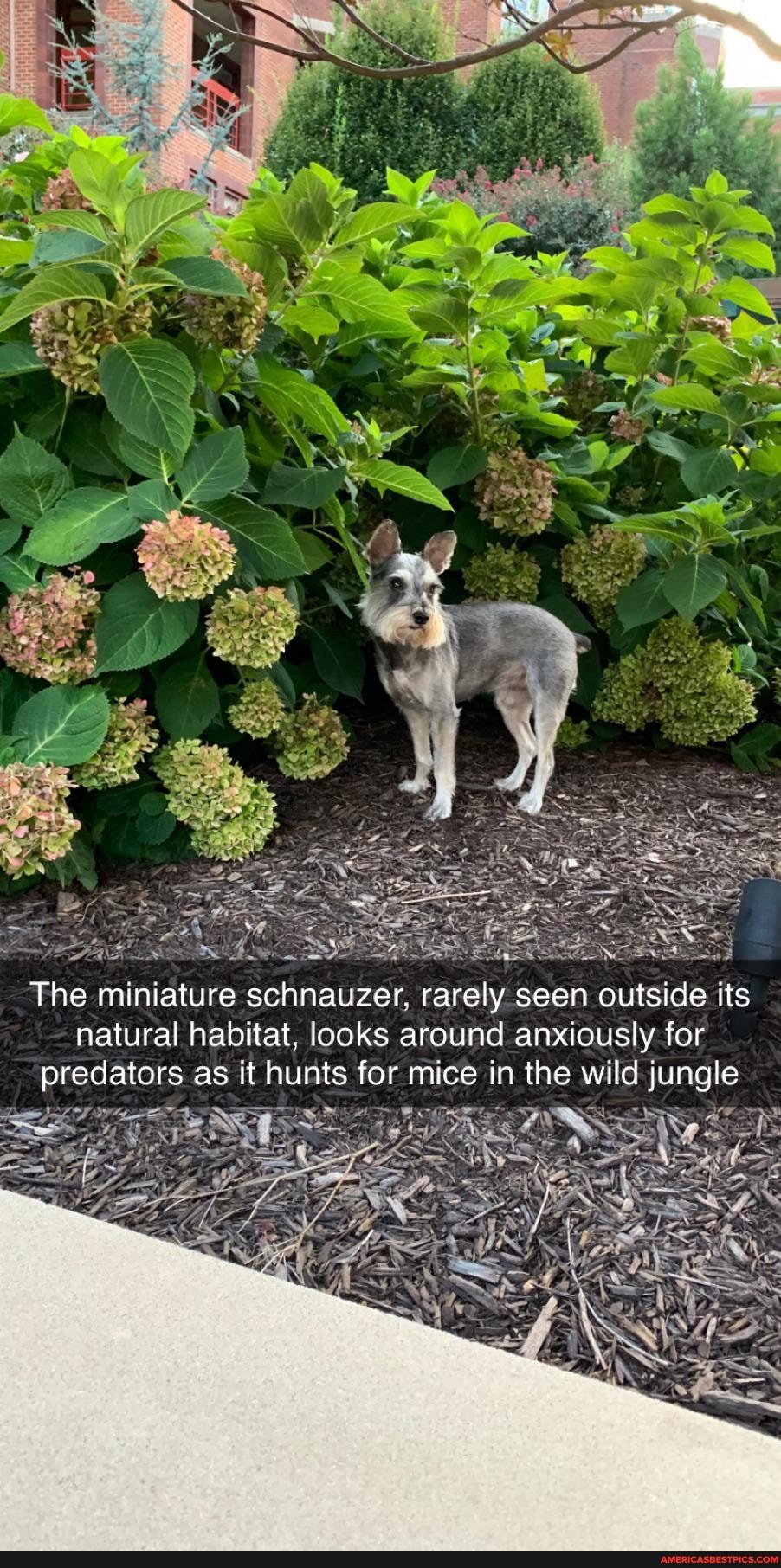 The miniature schnauzer, rarely seen outside it natural habitat, looks around anxiously for predators as it hunts for mice in the wild jungle