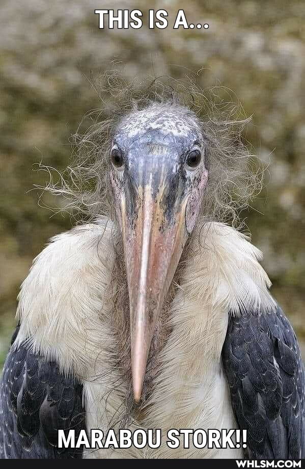 THIS IS A...
MARABOU STORKH!!