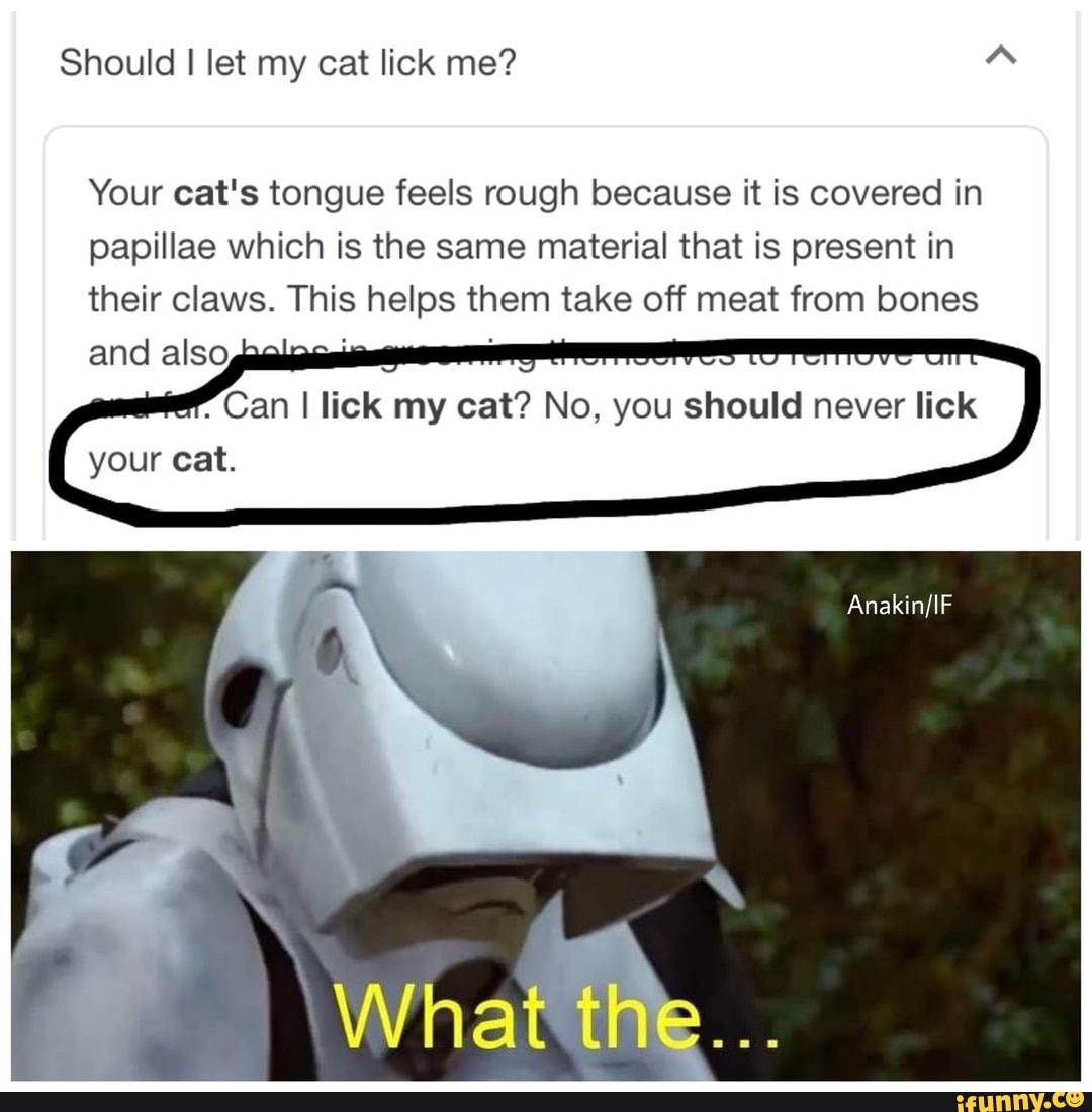 Should let my cat lick me? Your cat's tongue feels rough because it is