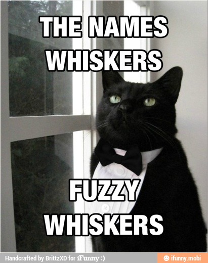 Buzzy
WHISKERS