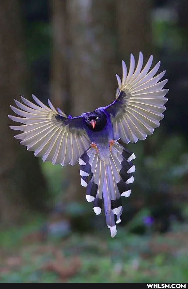 cool, nature, photography