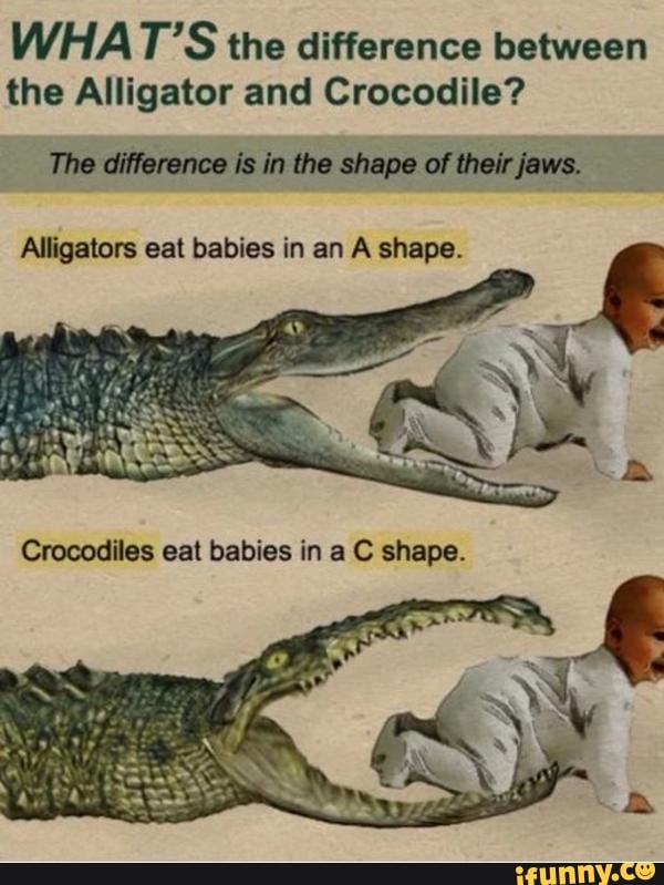 WHATS the difference between the Alligator and Crocodile?
The difference is in the shape of their jaws.
Alligators eat babies in an A shape.
Crocodiles cat in shape.