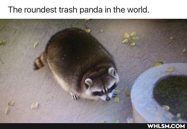 The roundest trash panda in the world