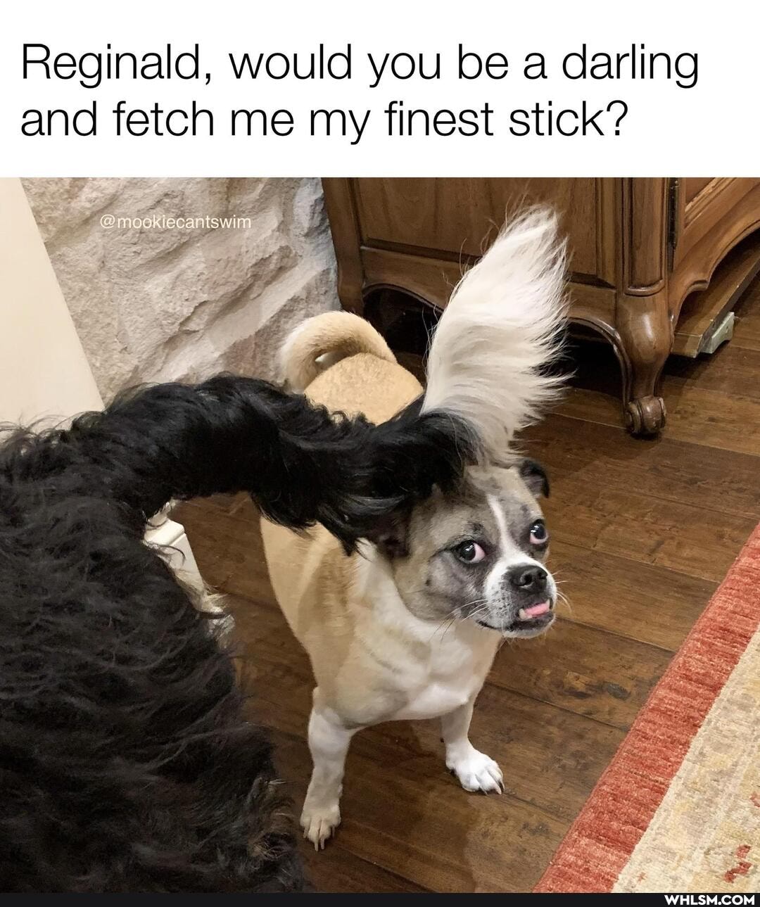 Reginald, would you be a darling and fetch me my finest stick?