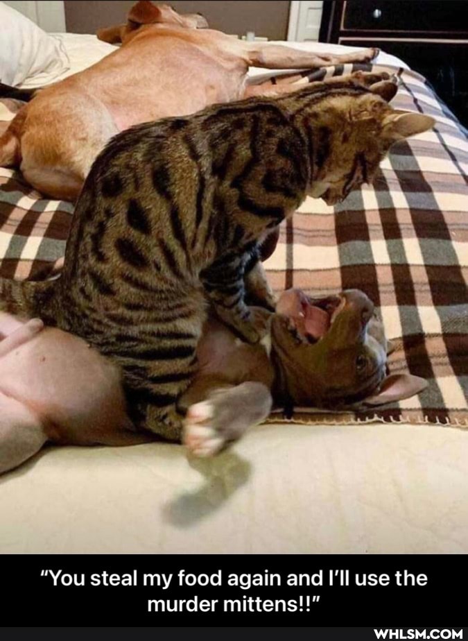 "You steal my food again and I'll use the murder mittens!!" - “You steal my food again and I’ll use the murder mittens!!”