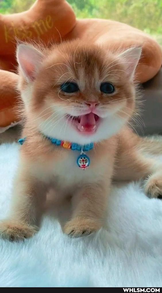 funny, cat, dog, nature