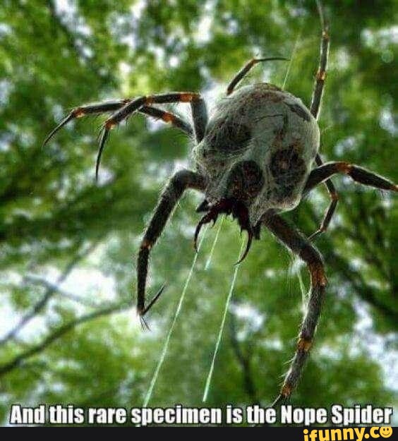 nope nope nope spider gif