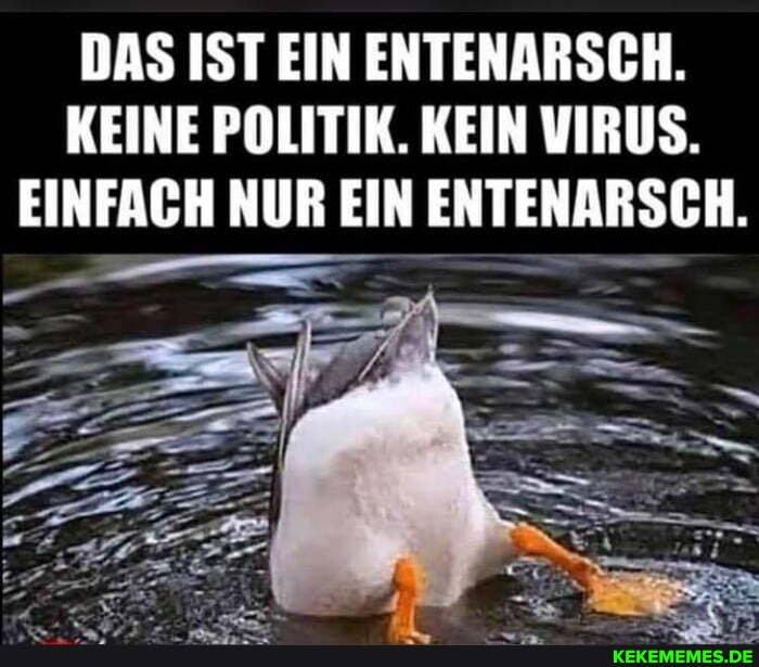 DAS IST EIN ENTENARSCH.
KEINE POLITIK. KEIN VIRUS.
EINFACH NUR EIN ENTENARSCH.