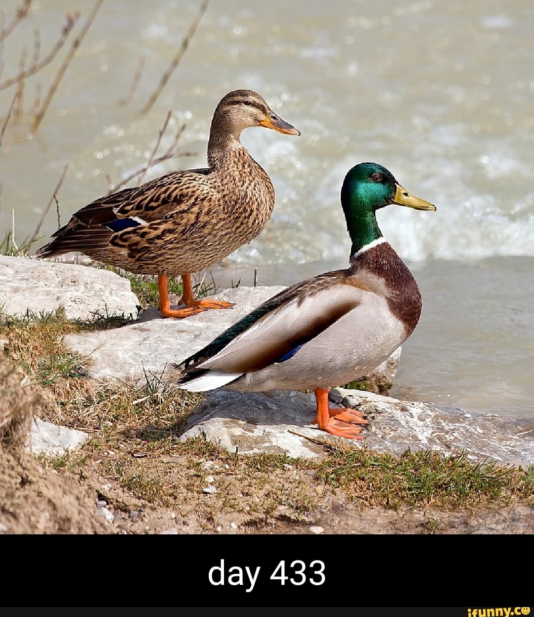 Picture memes SBZDQPSD9 by Daily_Duck iFunny Brazil