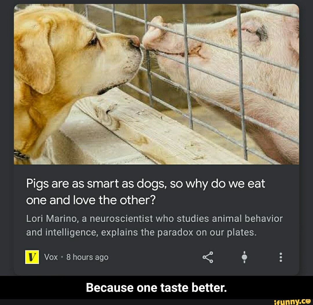 Pigs are as smart as dogs, so why do we eat one and love the other?
Lori Marino, a neuroscientist who studies animal behavior and intelligence, explains the paradox on our plates.
Vox 8 hours ago
Because one taste better. - Because one taste better.