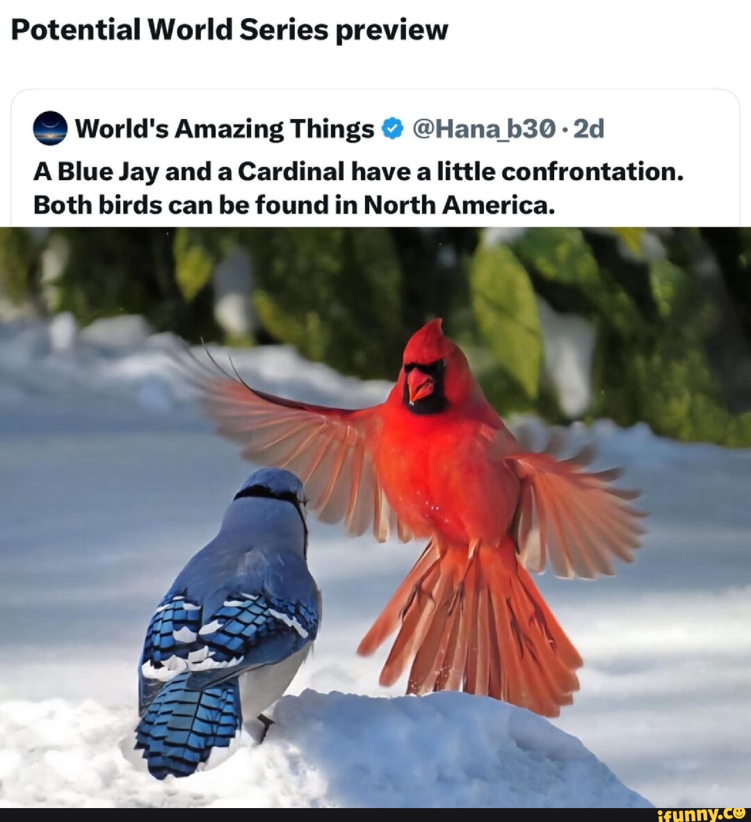 iFunny - the best memes, video, gifs and funny pics in one place