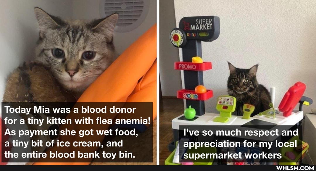 Today Mia was a blood donor for a tiny kitten with flea anemia!
As payment she got wet food, I've so much respect and a tiny bit of ice cream, and appreciation for my local the entire blood bank toy bin. supermarket workers