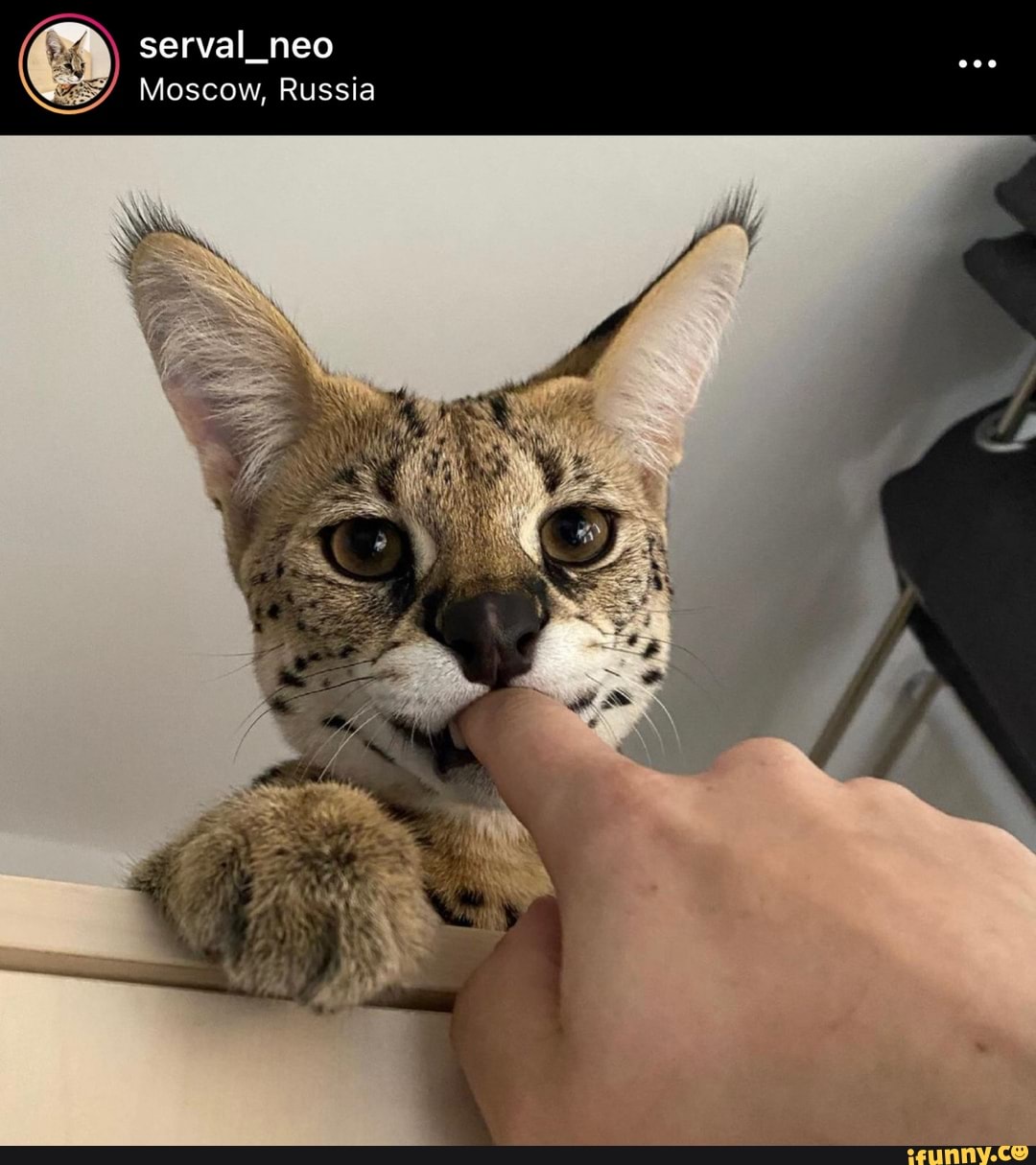 serval_neo
Moscow, Russia