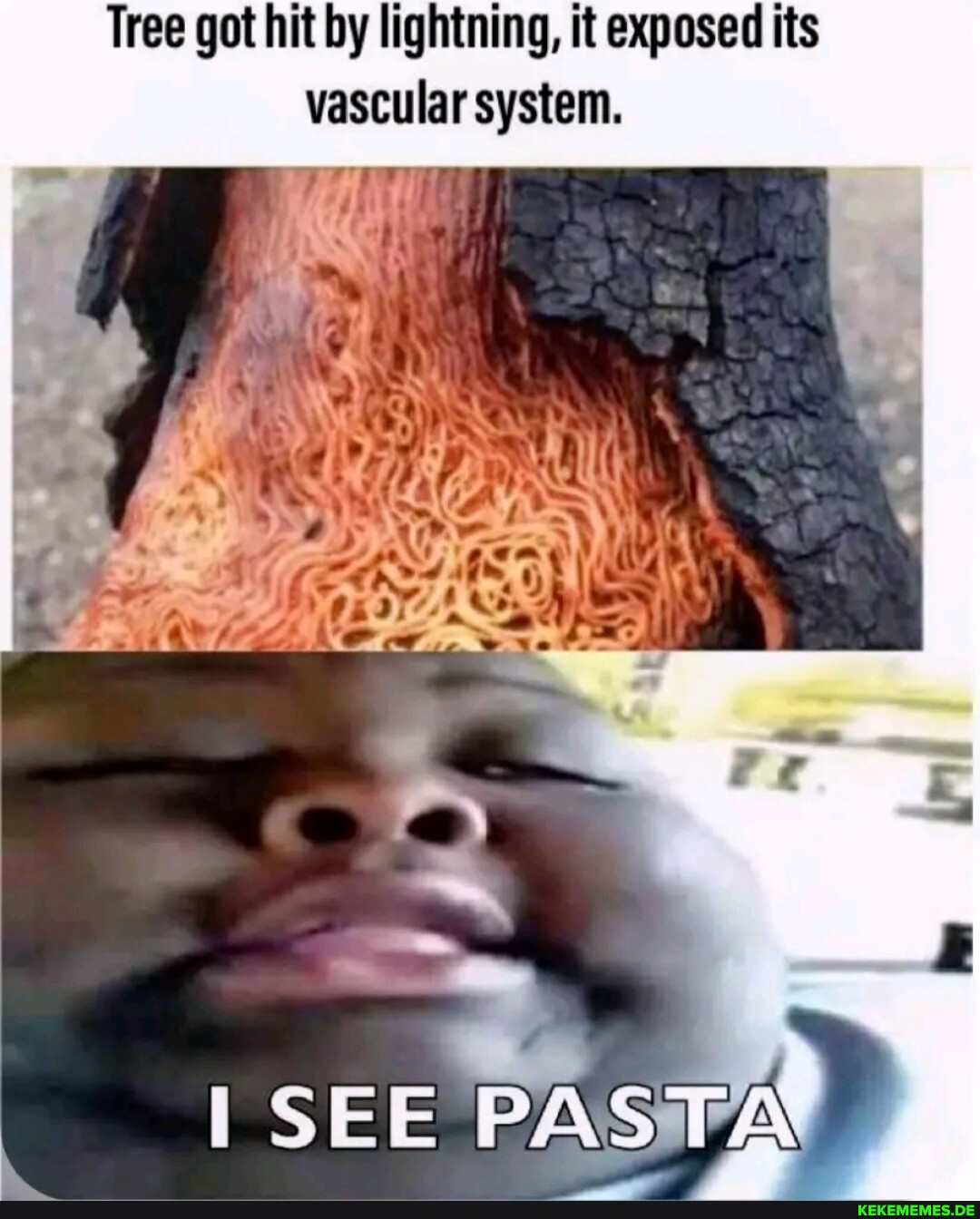 Tree got hit by lightning, it exposed its vascular system. I SEE PASTA