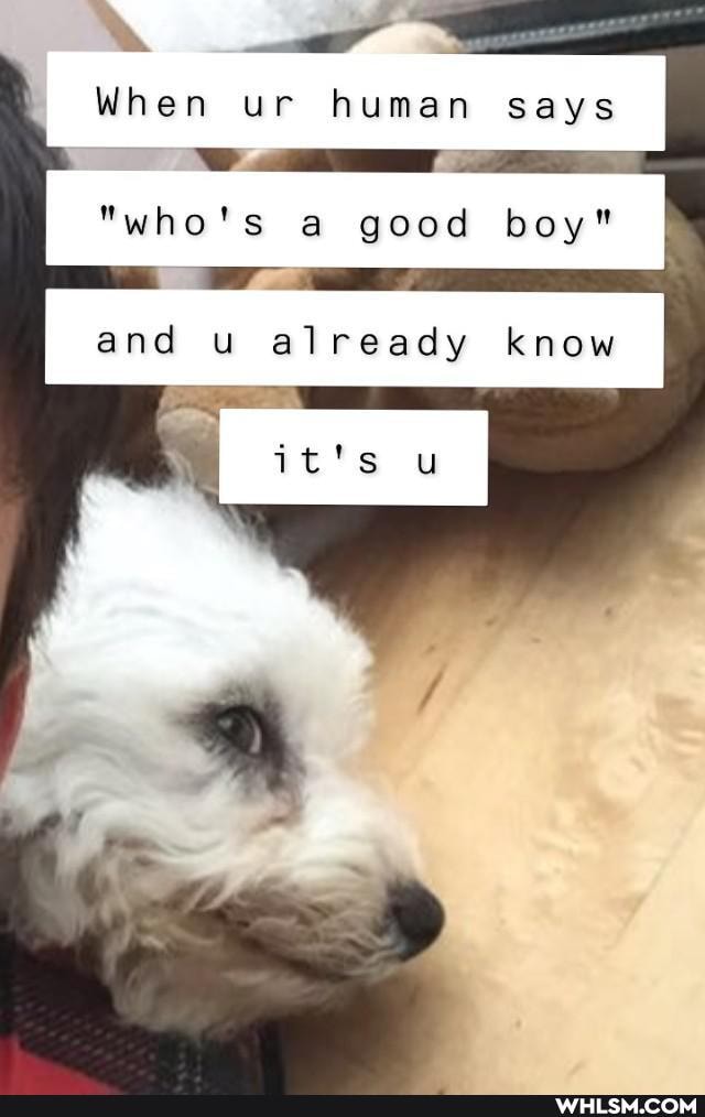 When ur human says
*who's good boy" and u already know