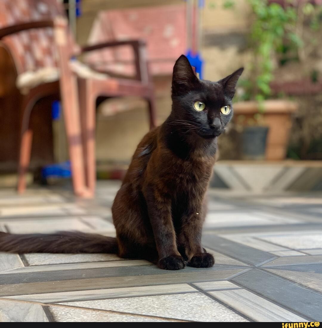 toothless